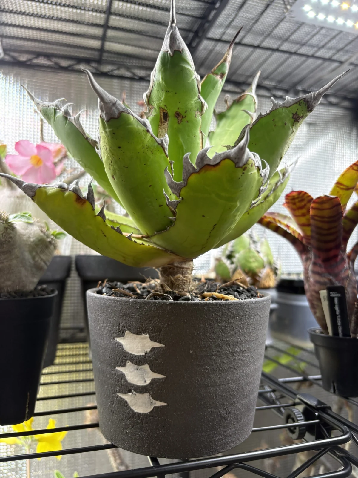 アガベ　レッドキャットウィーズル　幹立ち