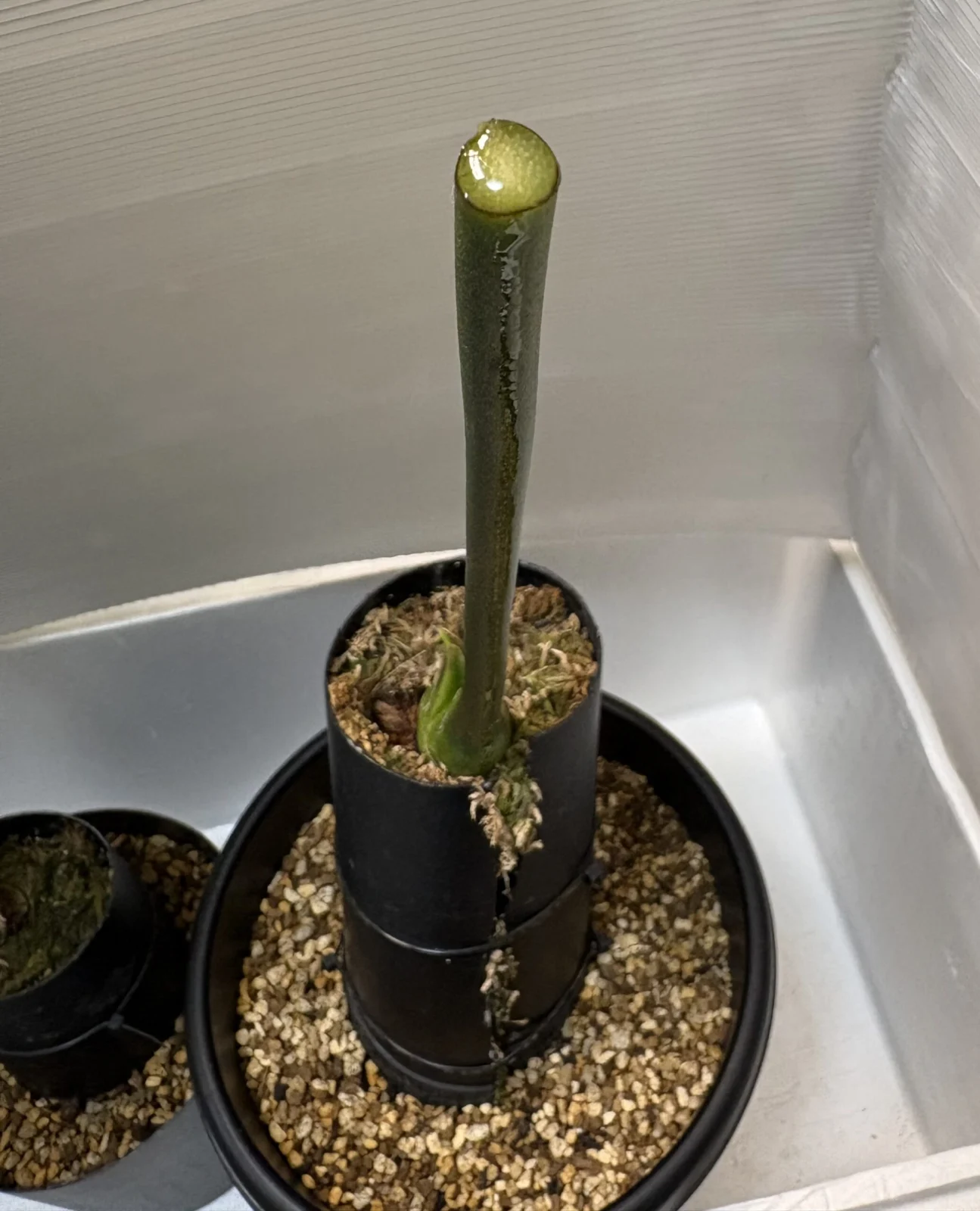 アンスリウム レガレ