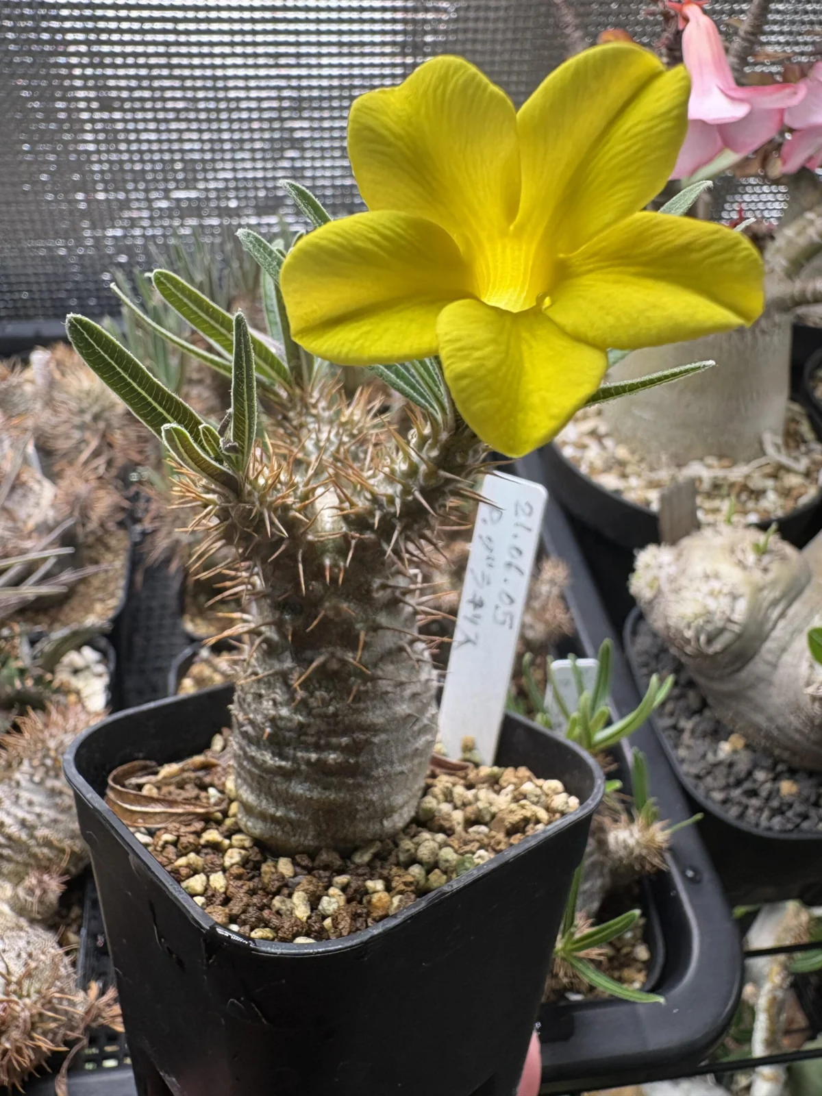 パキポディウム　グラキリス　実生　花