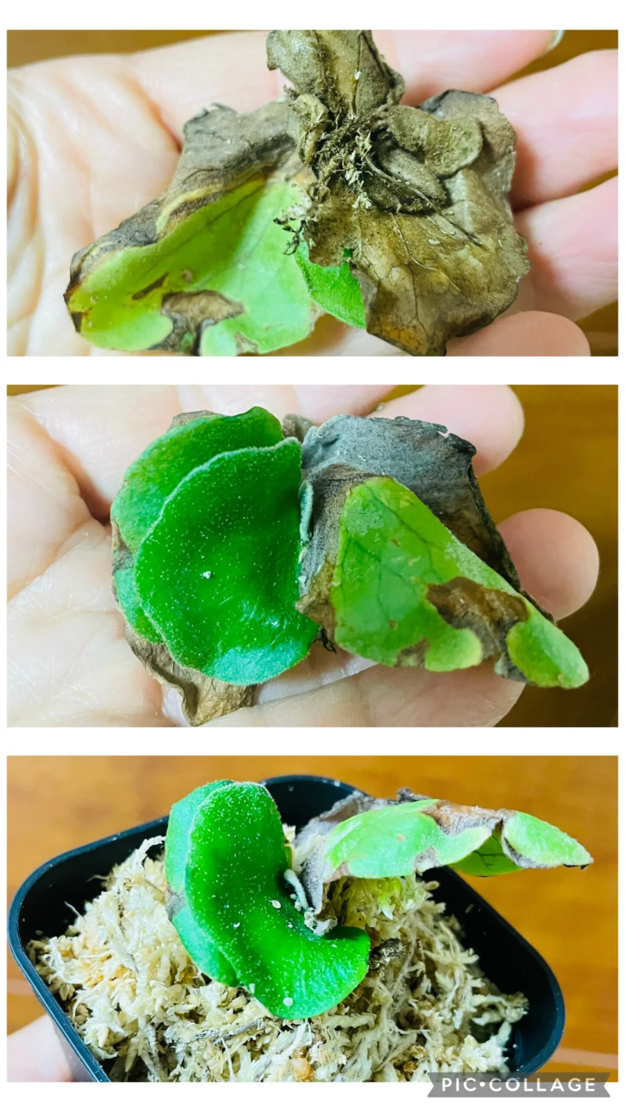 ビカクシダ　エレファントティス　子株　株分け