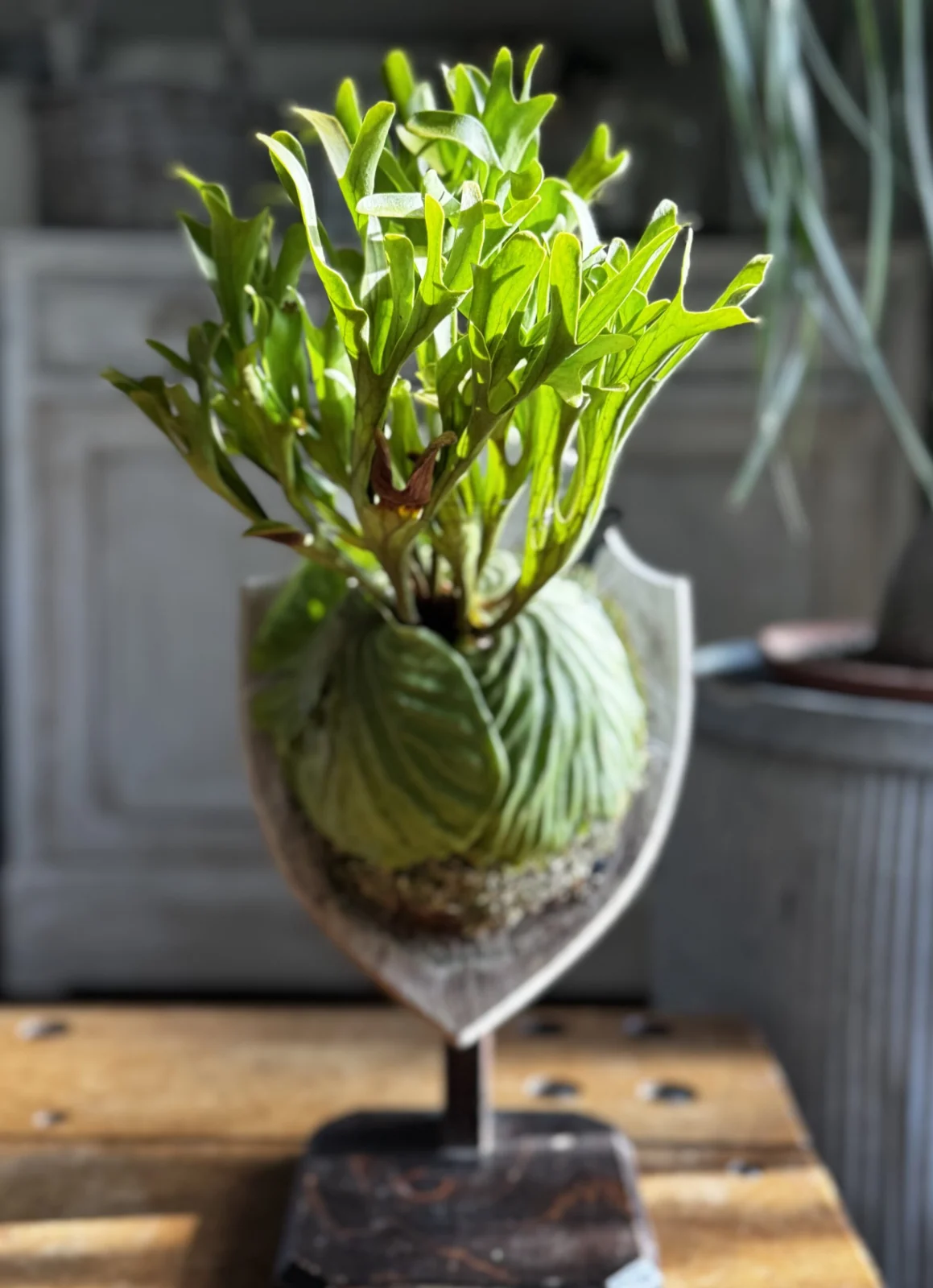 ビカクシダ　リドレイ