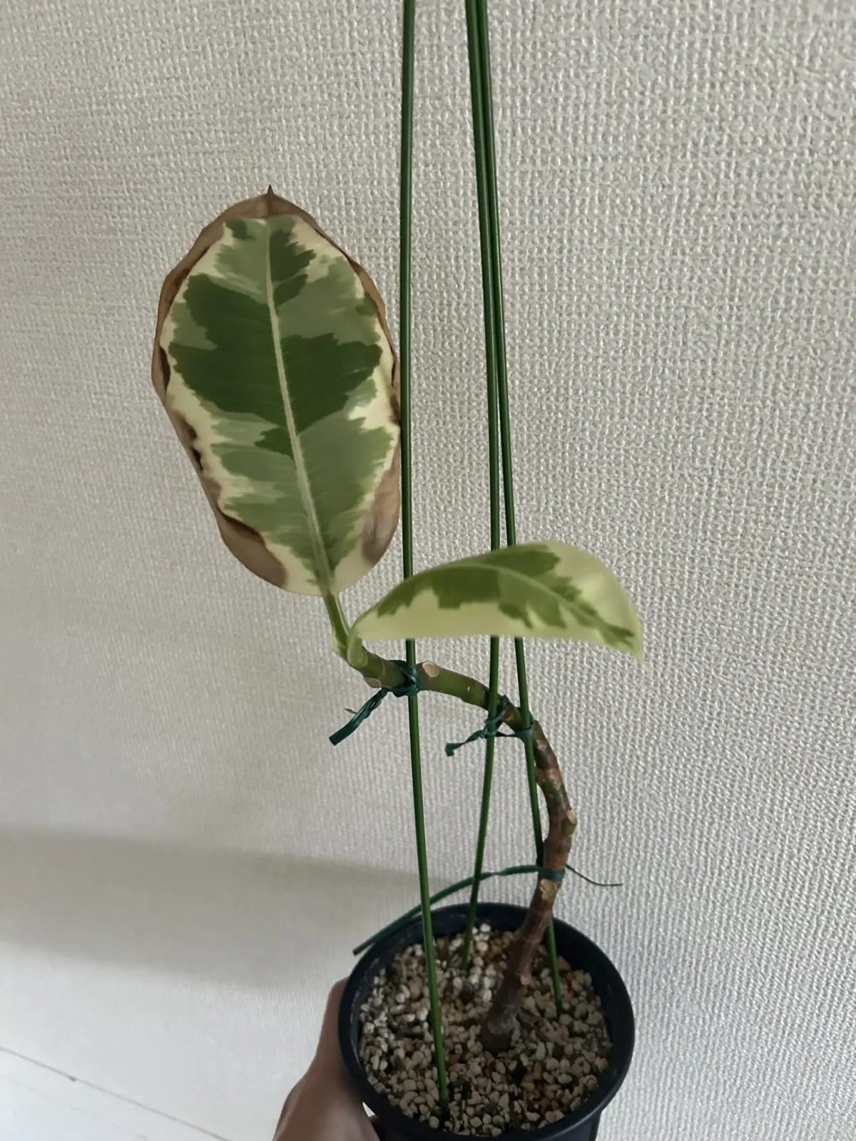 フィカス　ティネケ　葉の枯れ