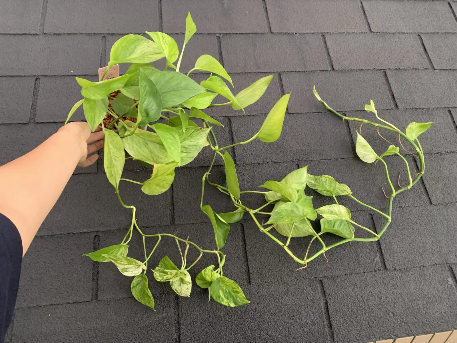 ポトス　テルノプレシャス