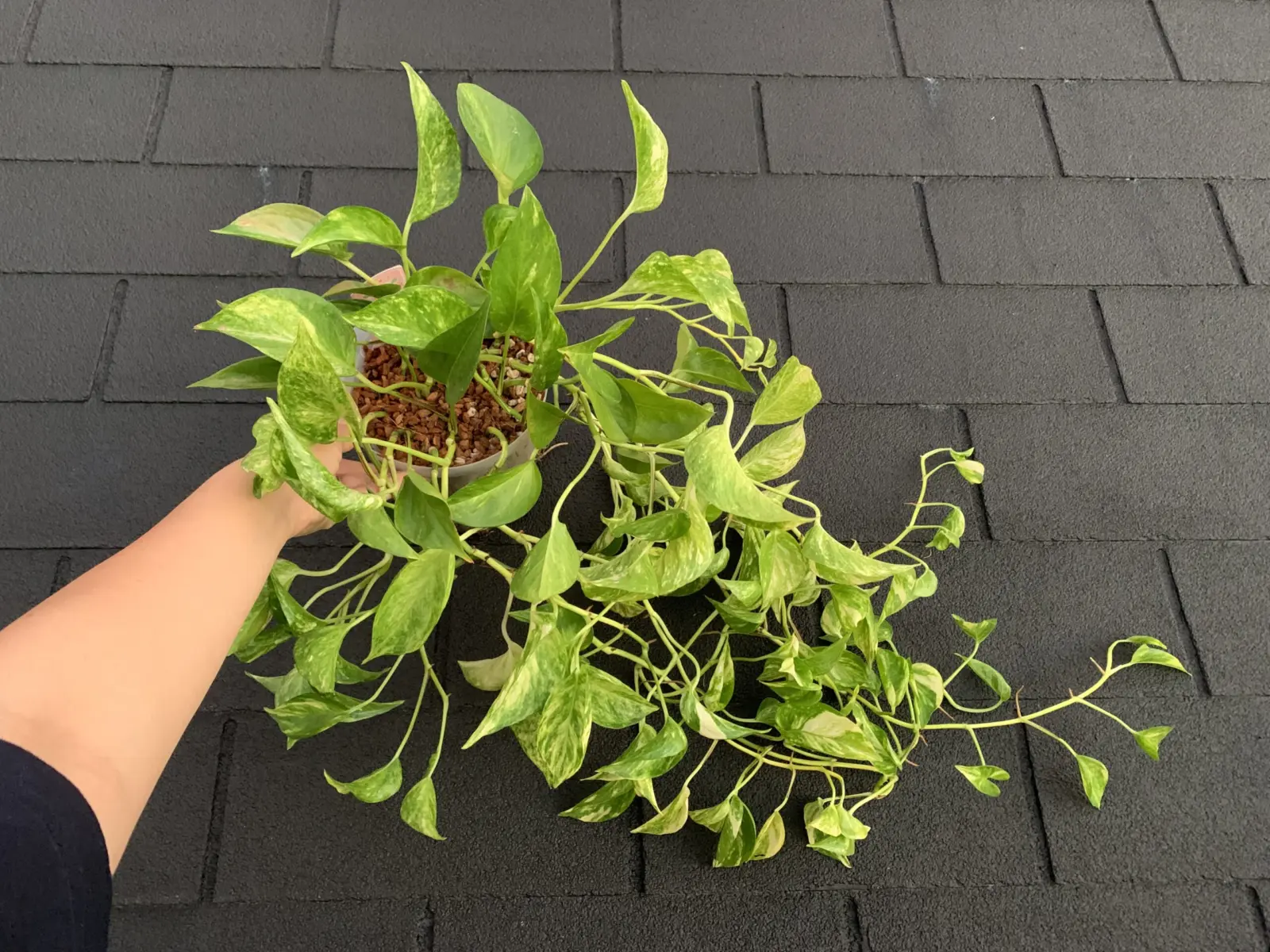 ポトス　テルノゴールドジャック　NO.29