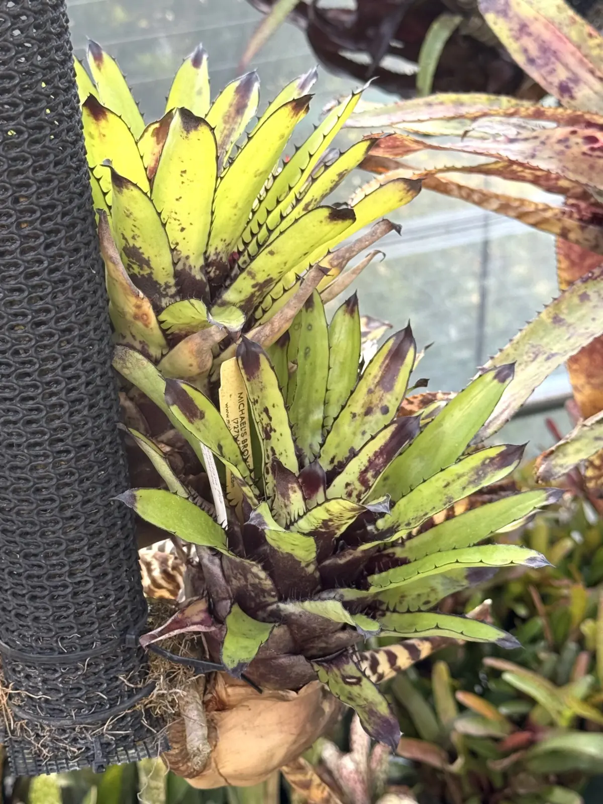 カニストラム ‘トリアングラレ’