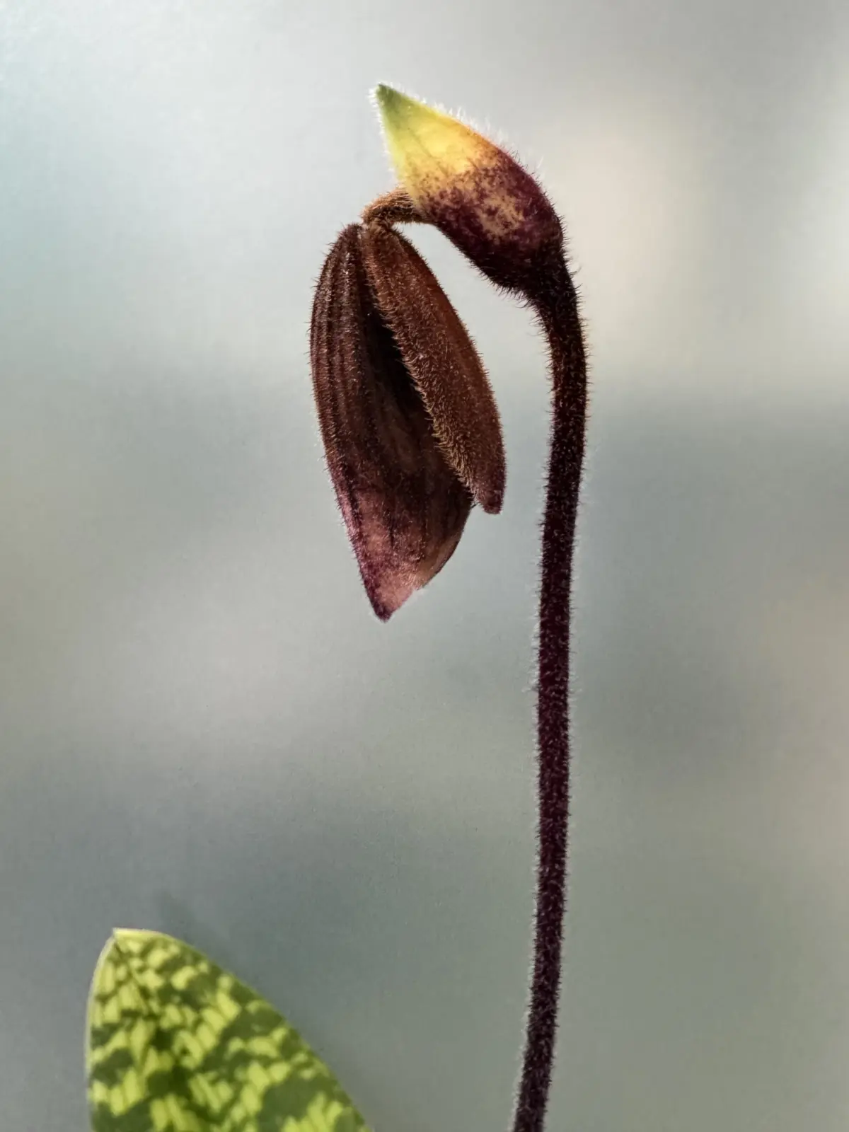 パフィオペディラム　開花せず枯れた