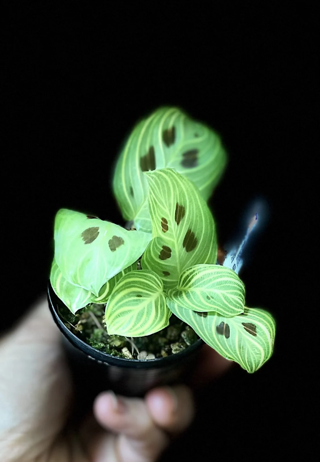 マランタ　ライトバンズ