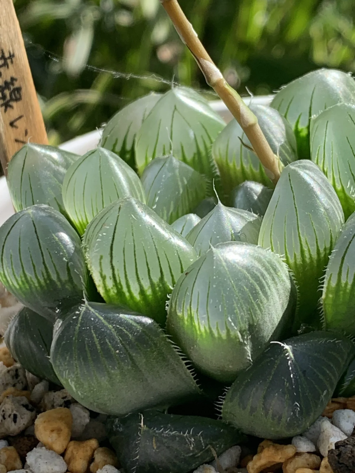 ハオルチア　赤線レンズ　赤くない