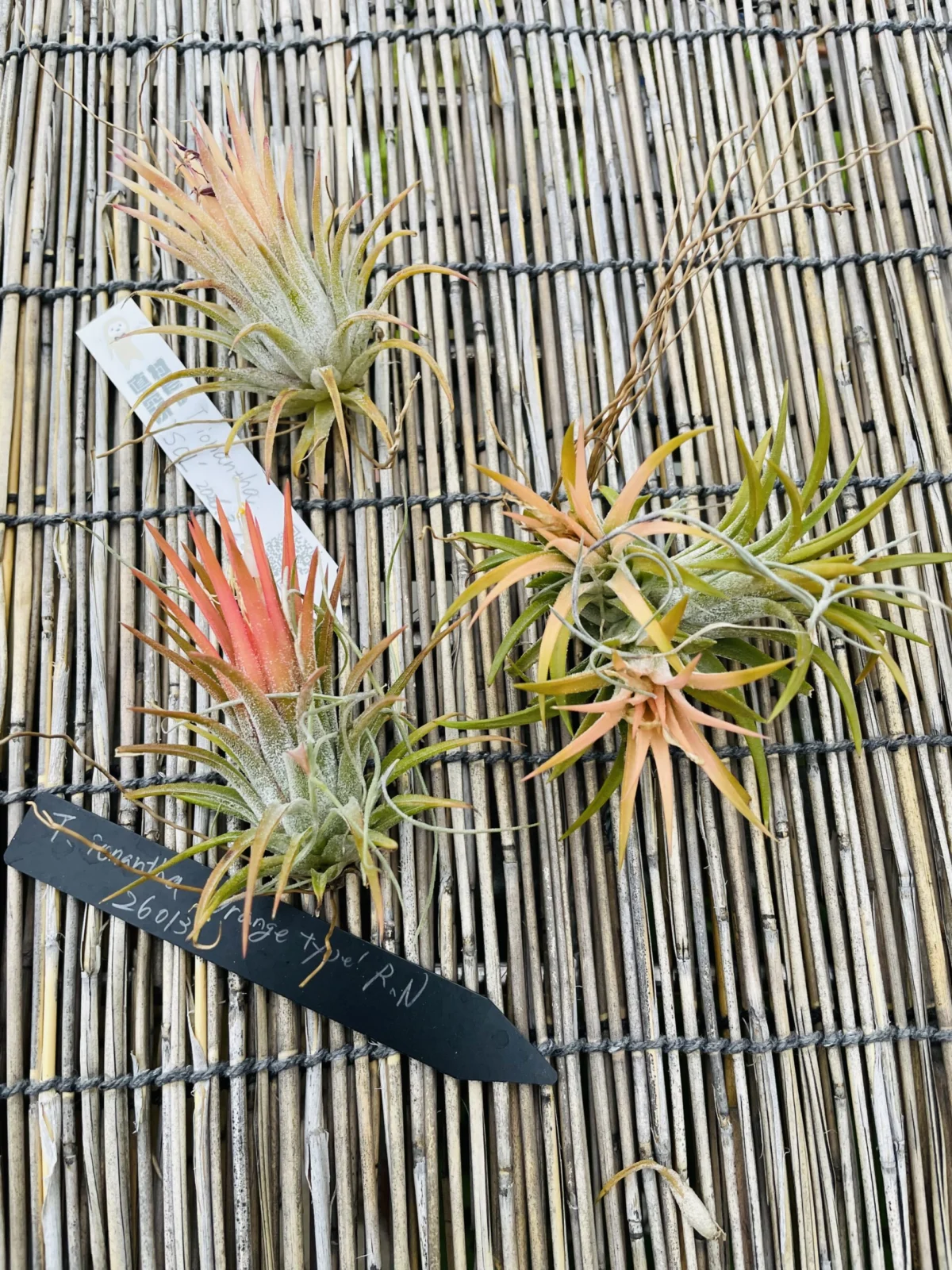 ティランジア　イオナンタ　ソル　オレンジタイプRN　ドゥルイド　色比較