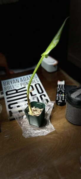 モンステラ