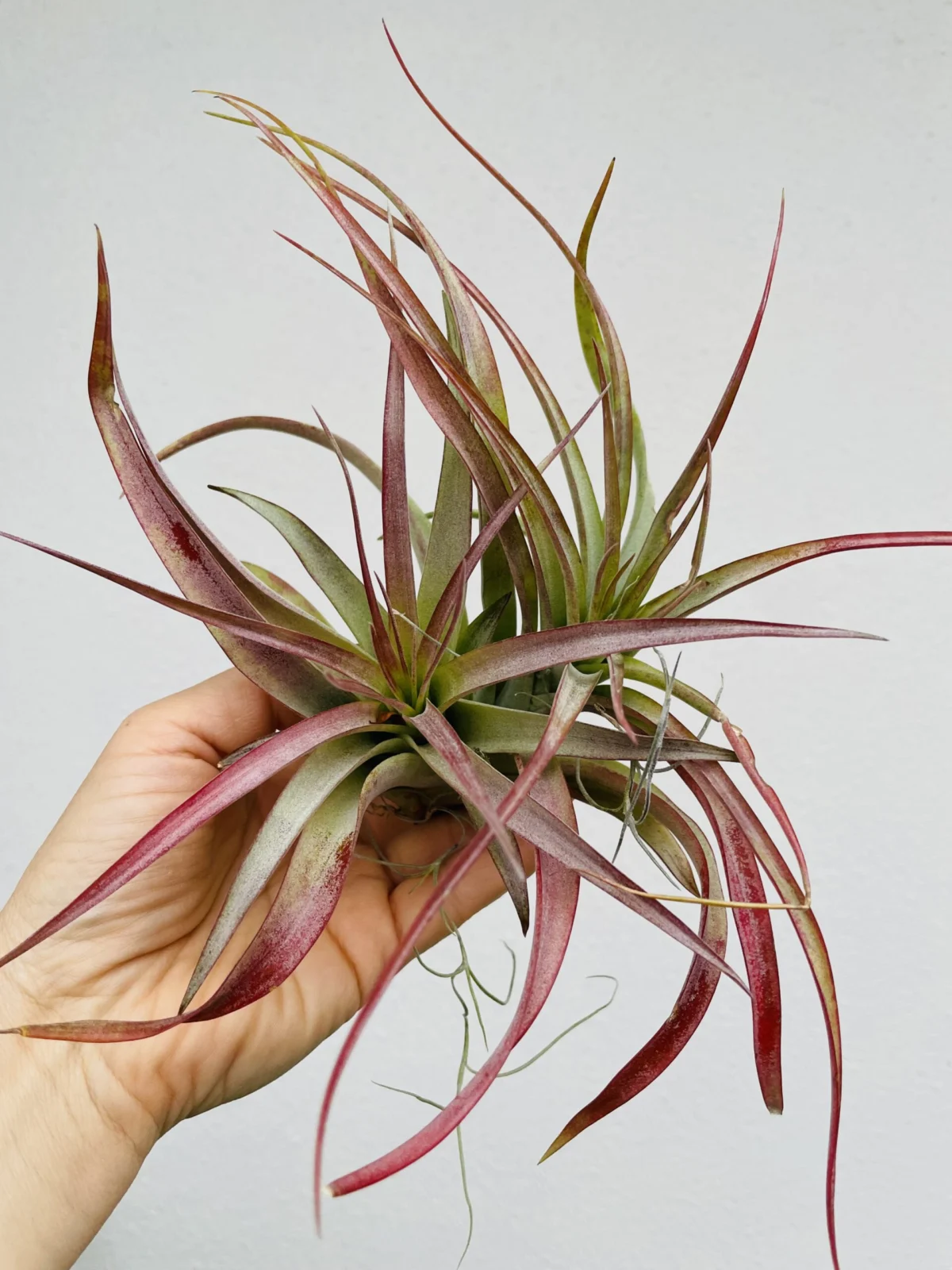 ティランジア　品種不明　ブラキカウロス　？　紅葉