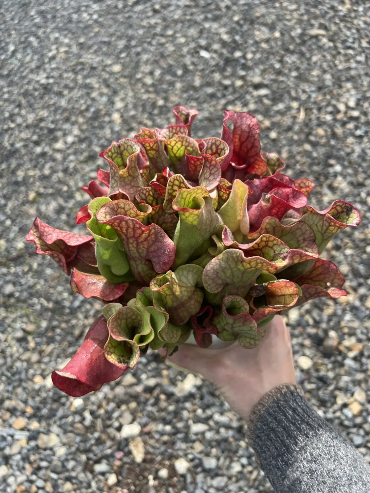 サラセニア　プルプルプルプレア