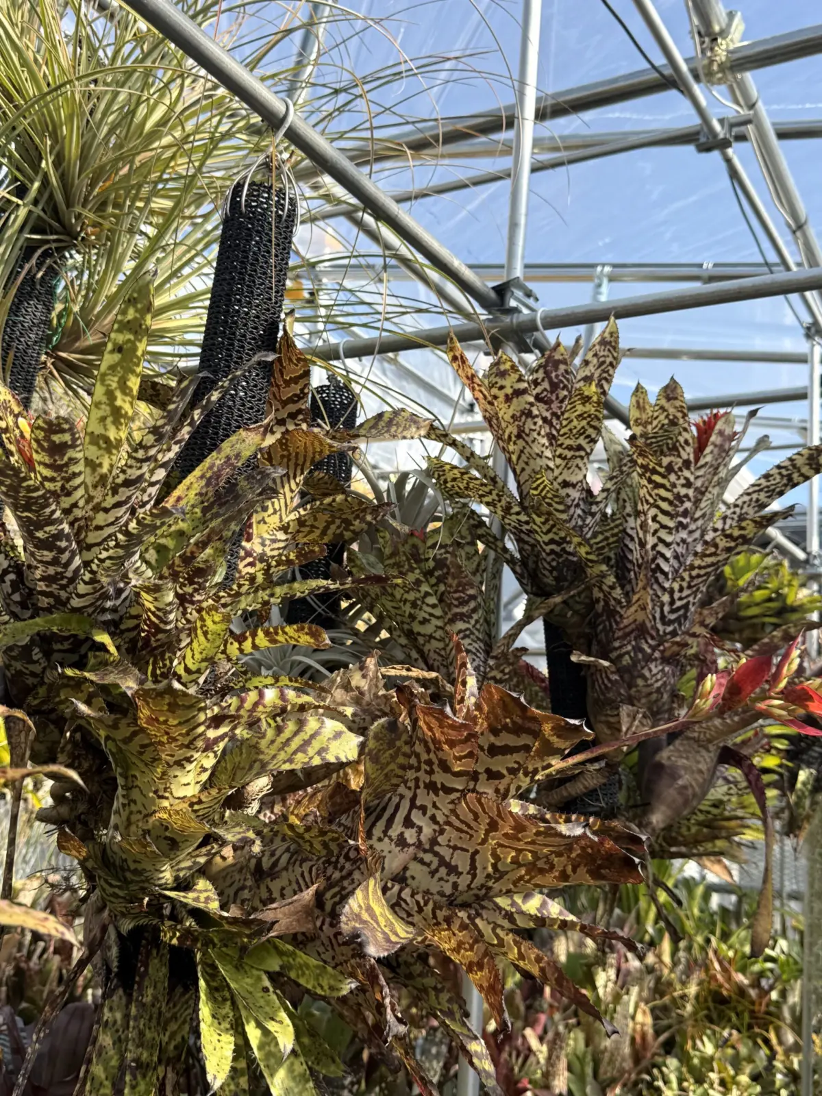 エクメア ‘パリリッジ’