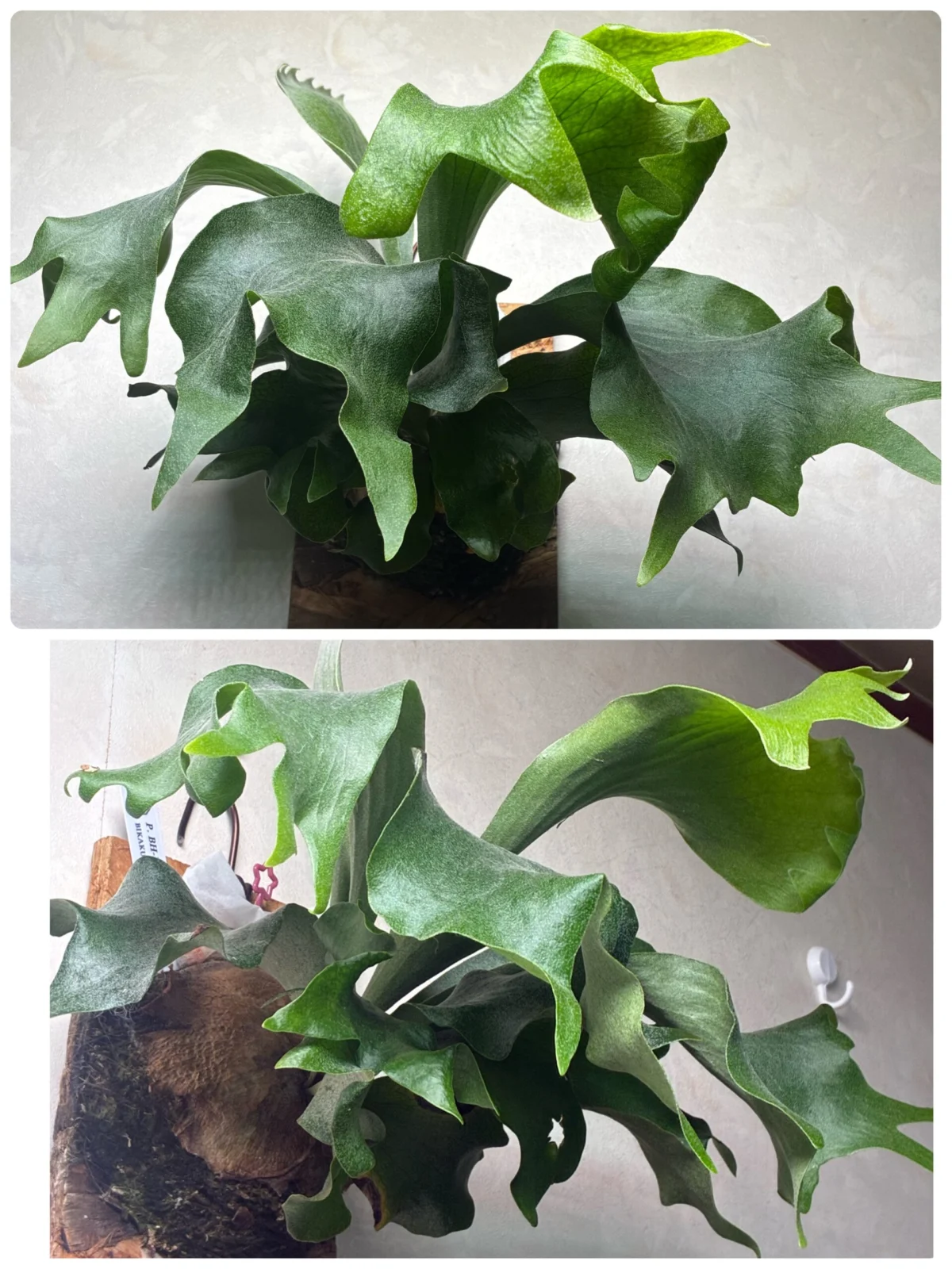 ビカクシダ　３種ミックス