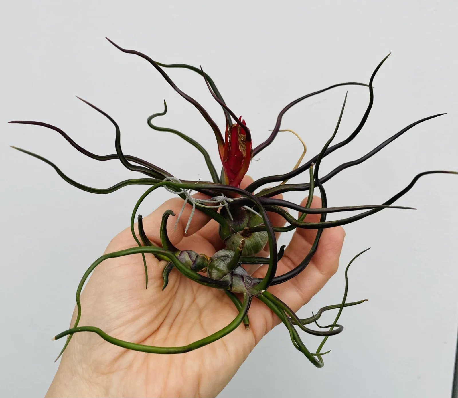 ブルボーサ　コーナン　寒暖差か直射ストレス？