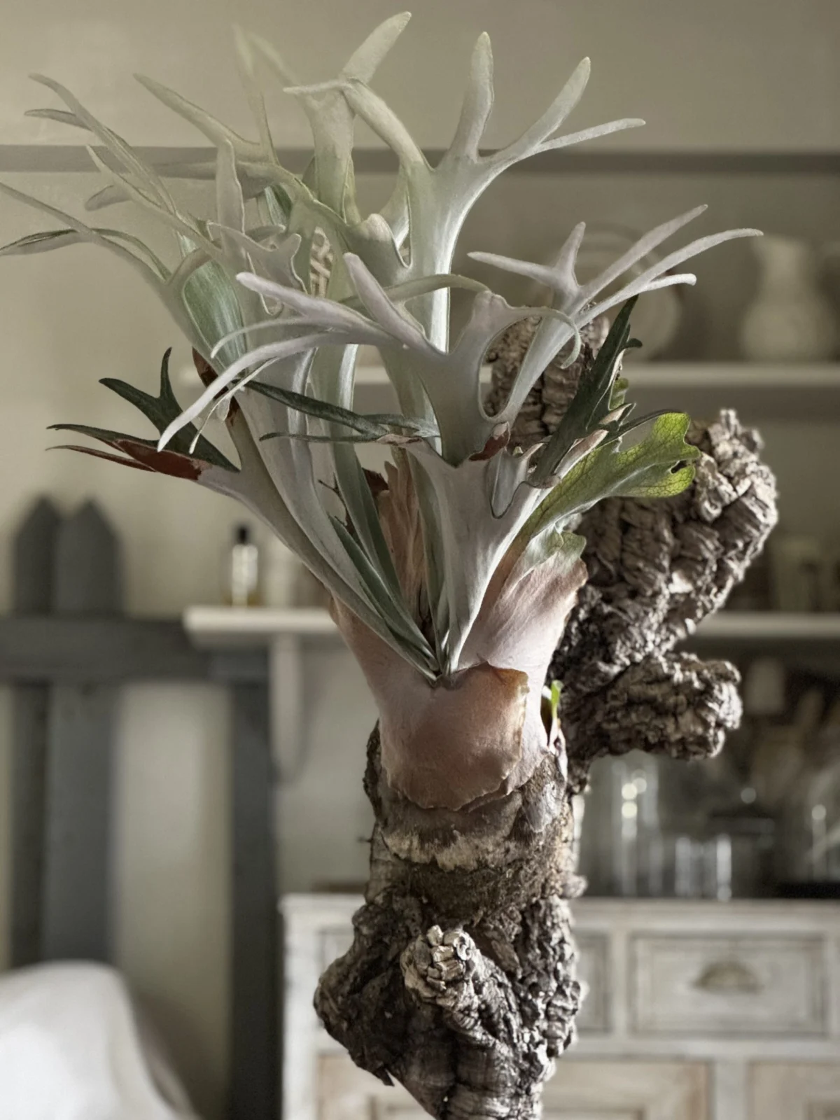 ビカクシダ　プラチナ