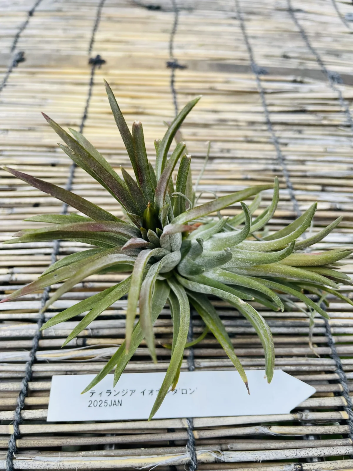 ティランジア　イオナンタ　ロン　シードポット