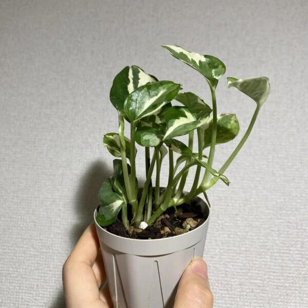 ポトス　