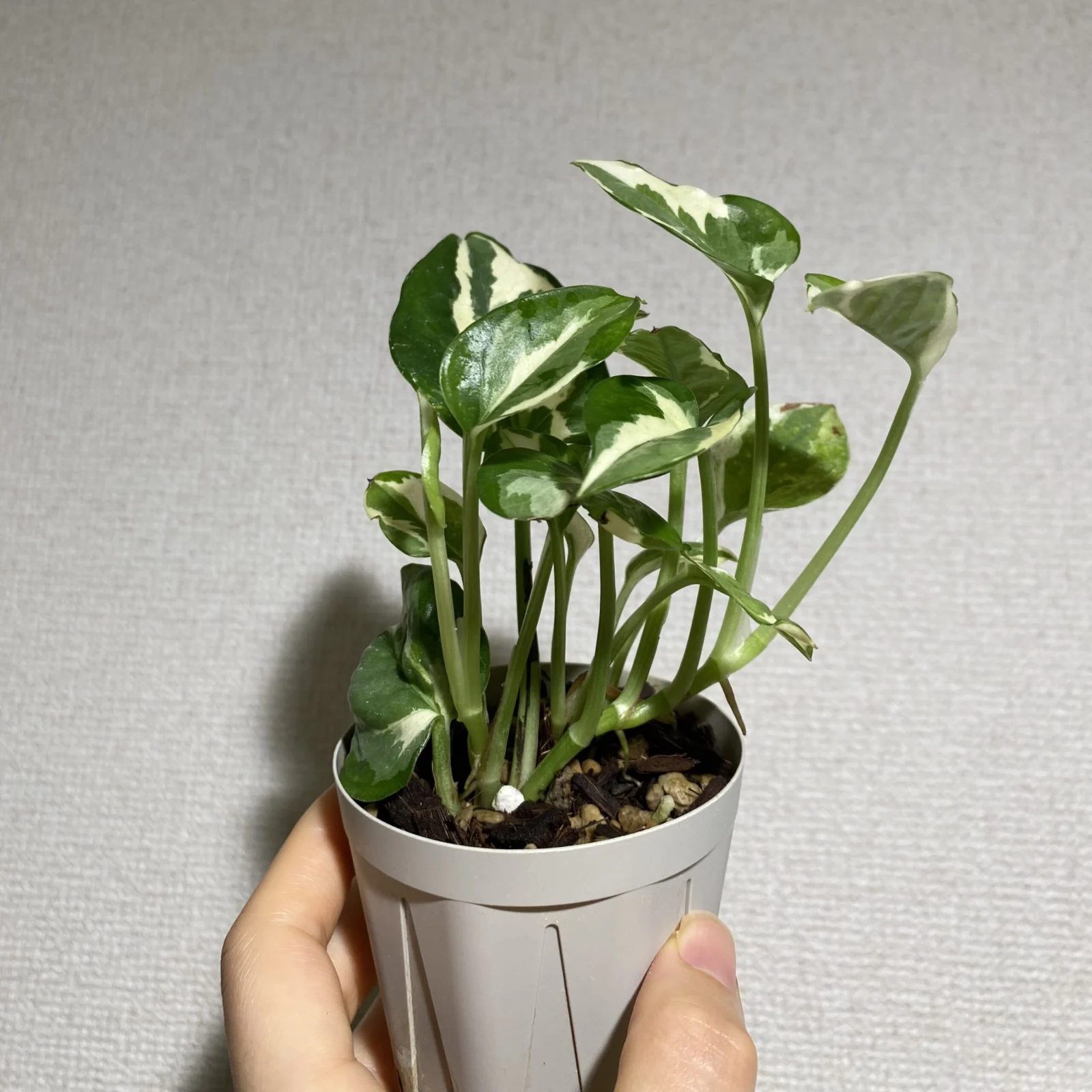 ポトス
