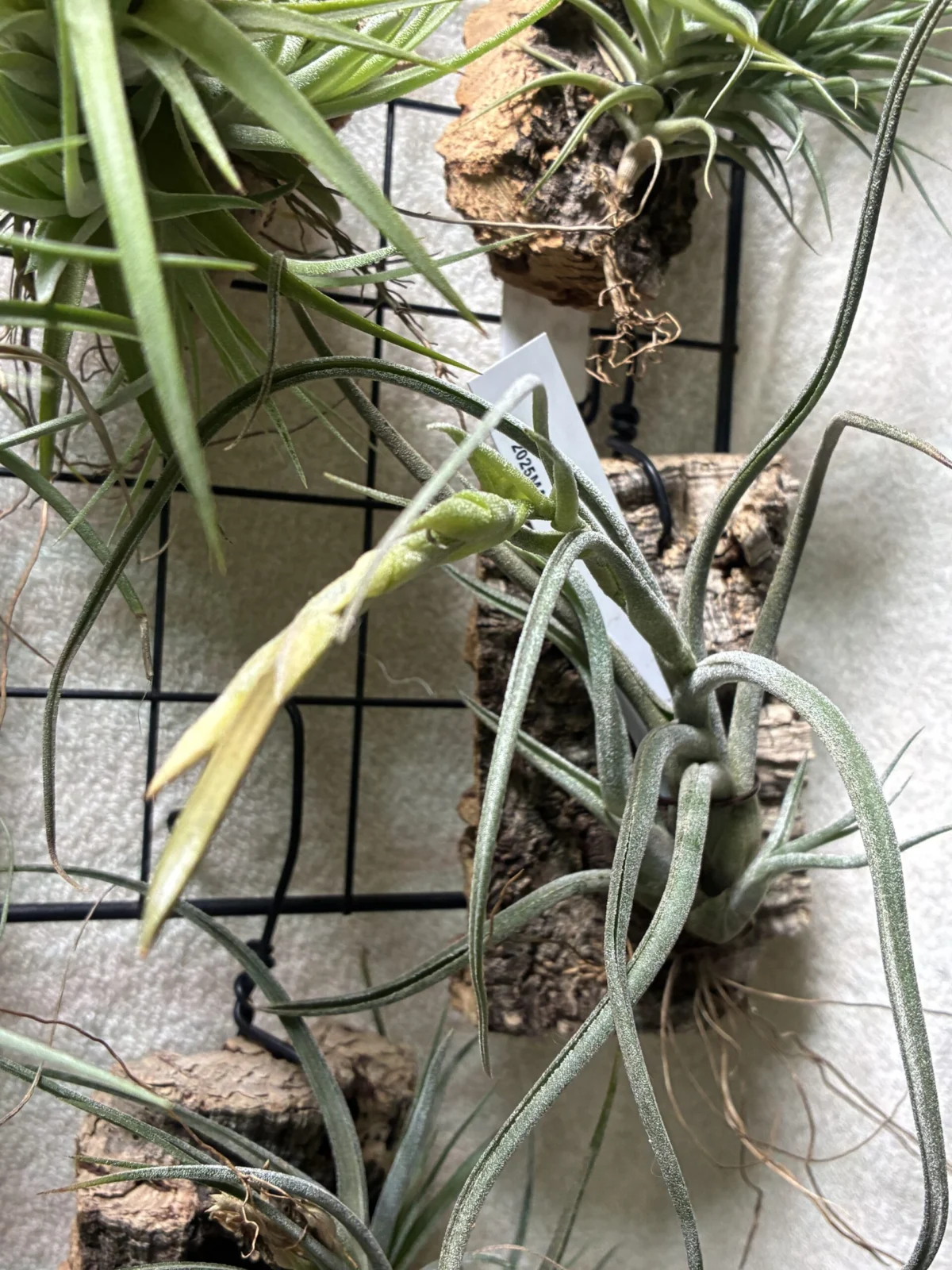 ティランジア　プルイナリザ　シードポット