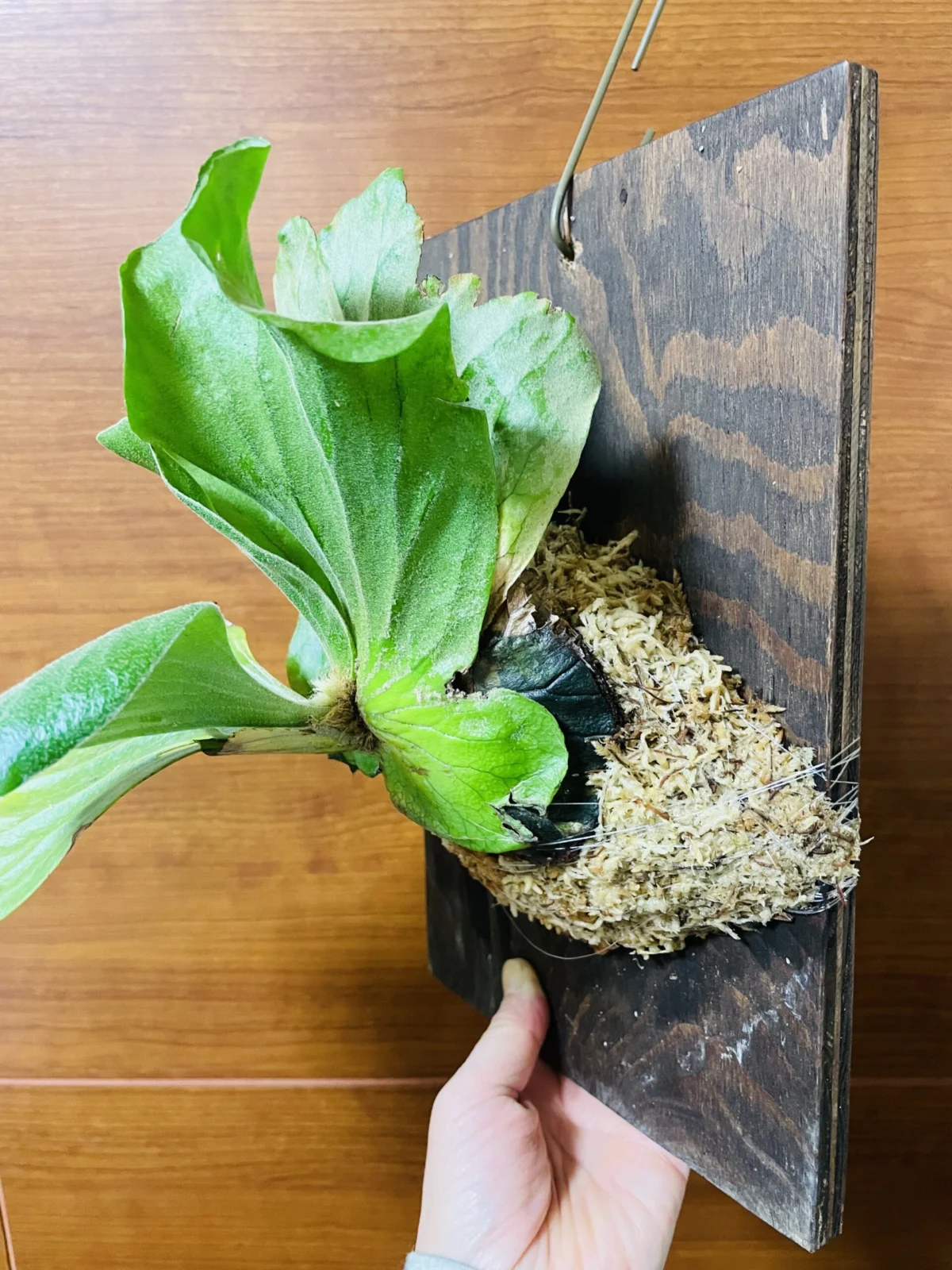 ビカクシダ　エレファントティス　板付け