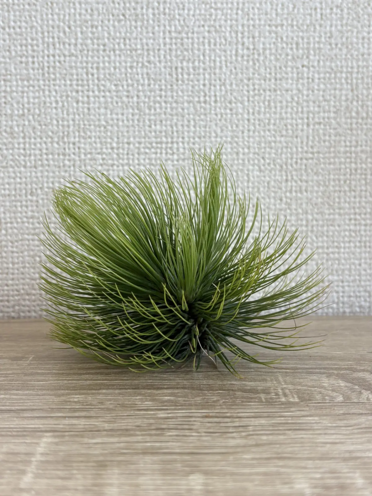 ティランジア　アンドレアナ