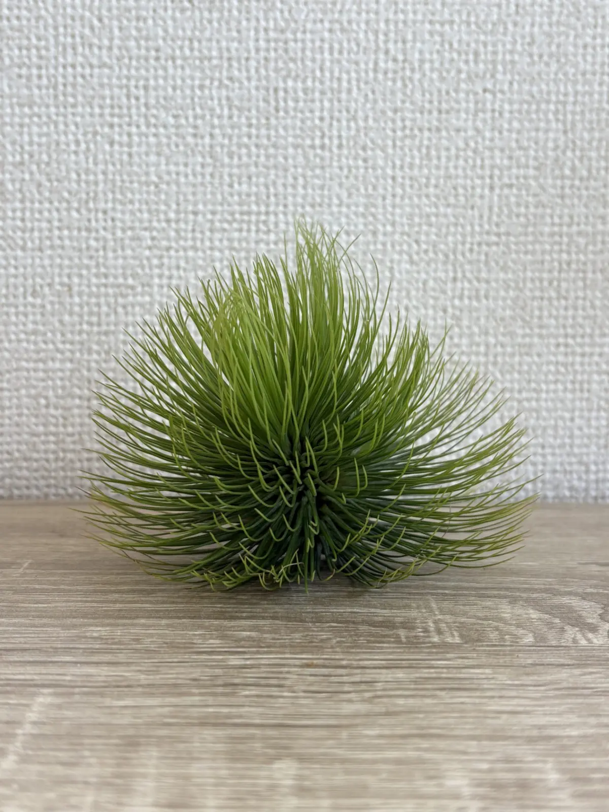 ティランジア　アンドレアナ