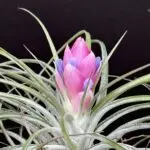 andemplantsのアバター
