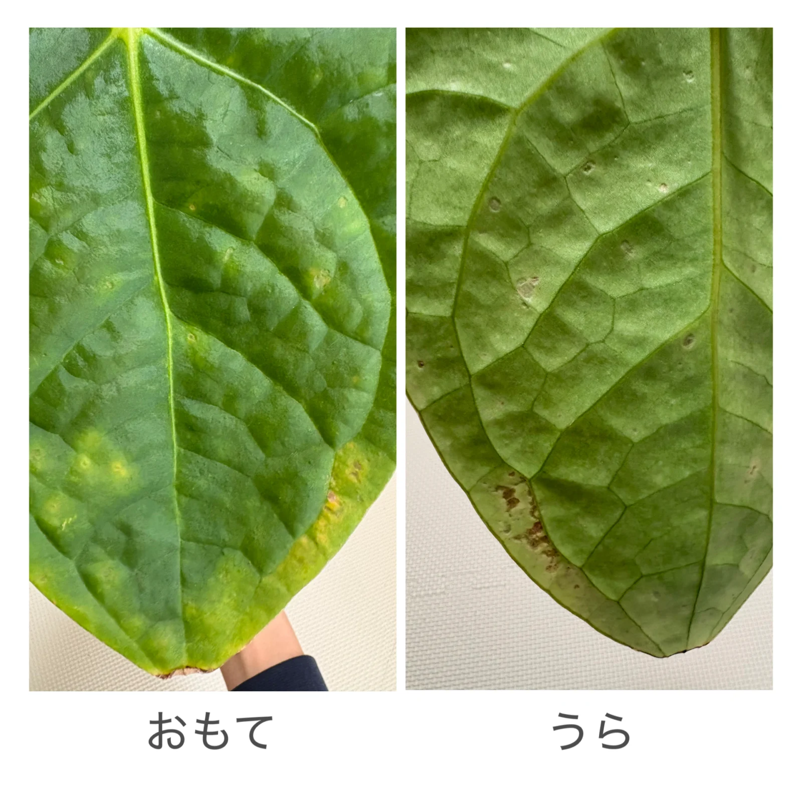 アンスリウム　ハイブリッド