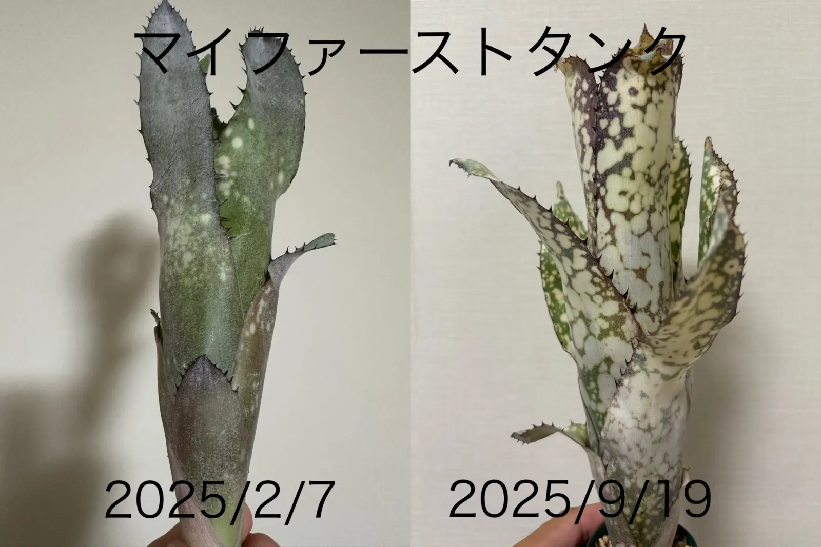 ビルベルギア　アラカイ