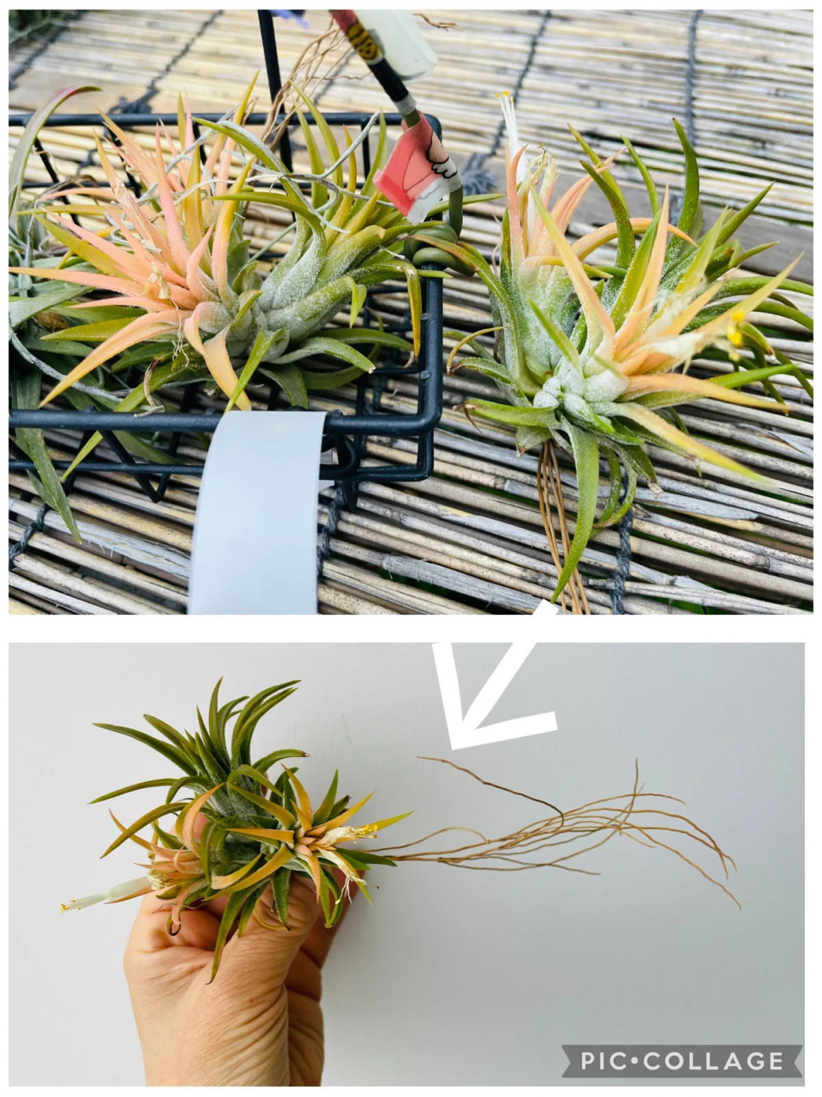 ティランジア　イオナンタ　ドゥルイド　？