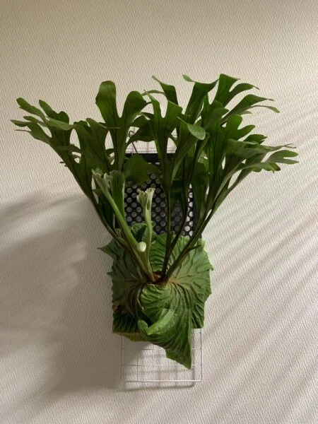 ビカクシダ リドレイ
