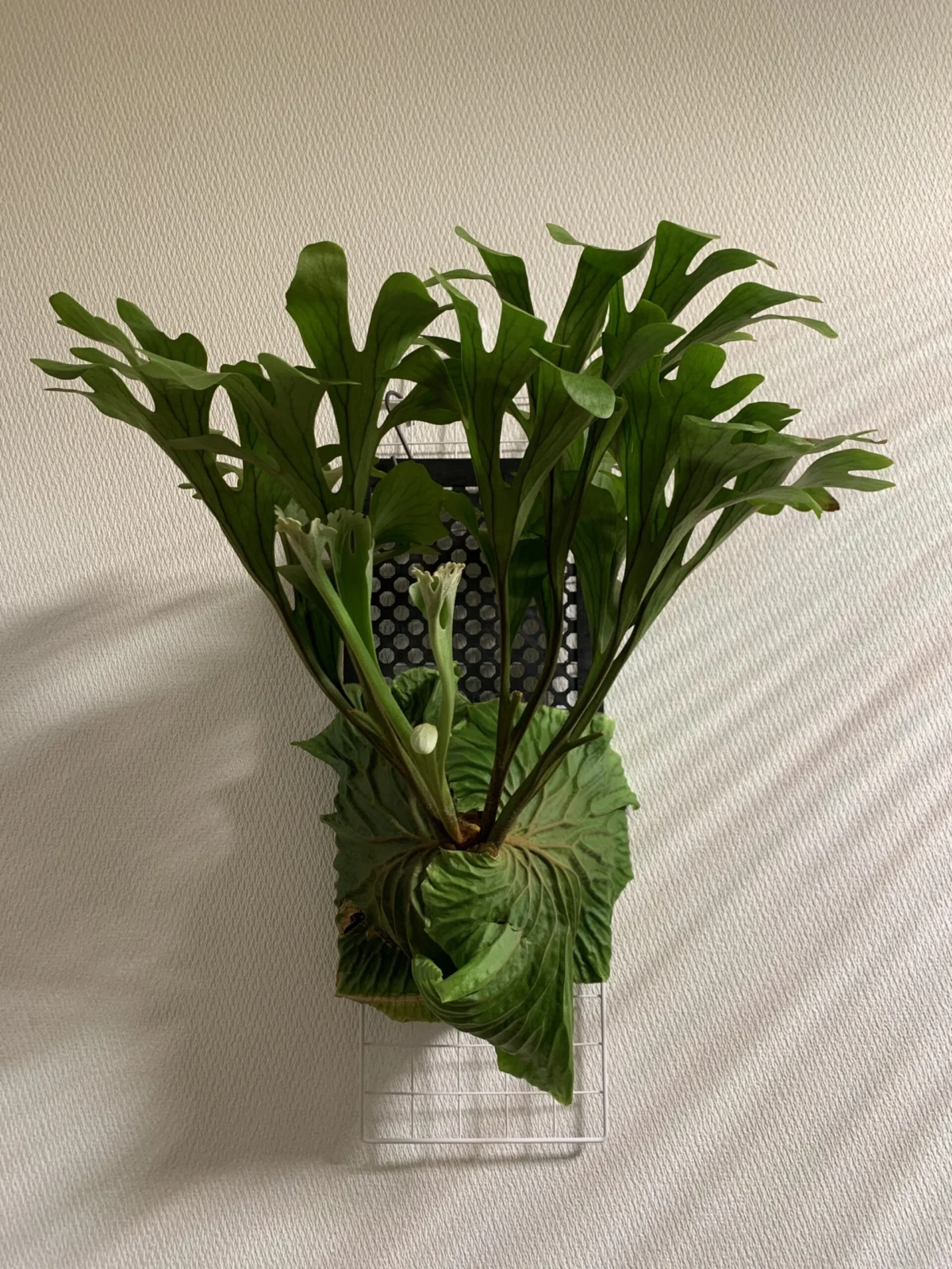 ビカクシダ　リドレイ