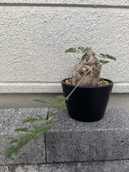 ペラルゴニウム トリステ