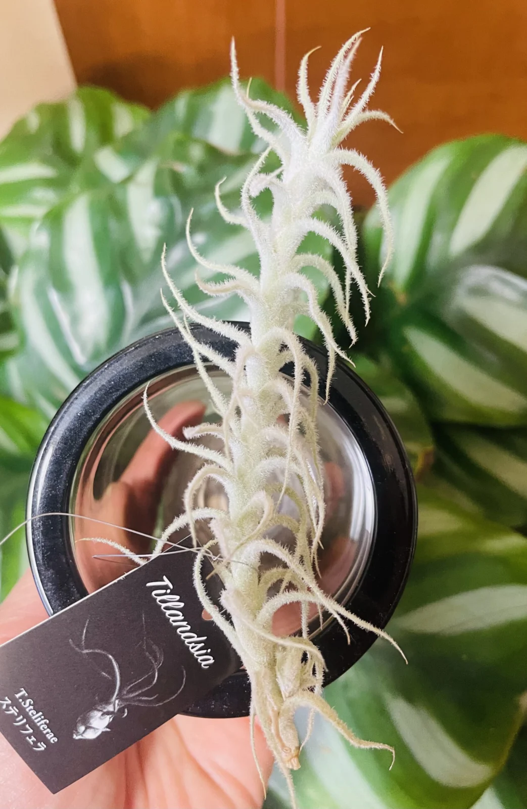 ティランジア　ステリフェラ　コーナン