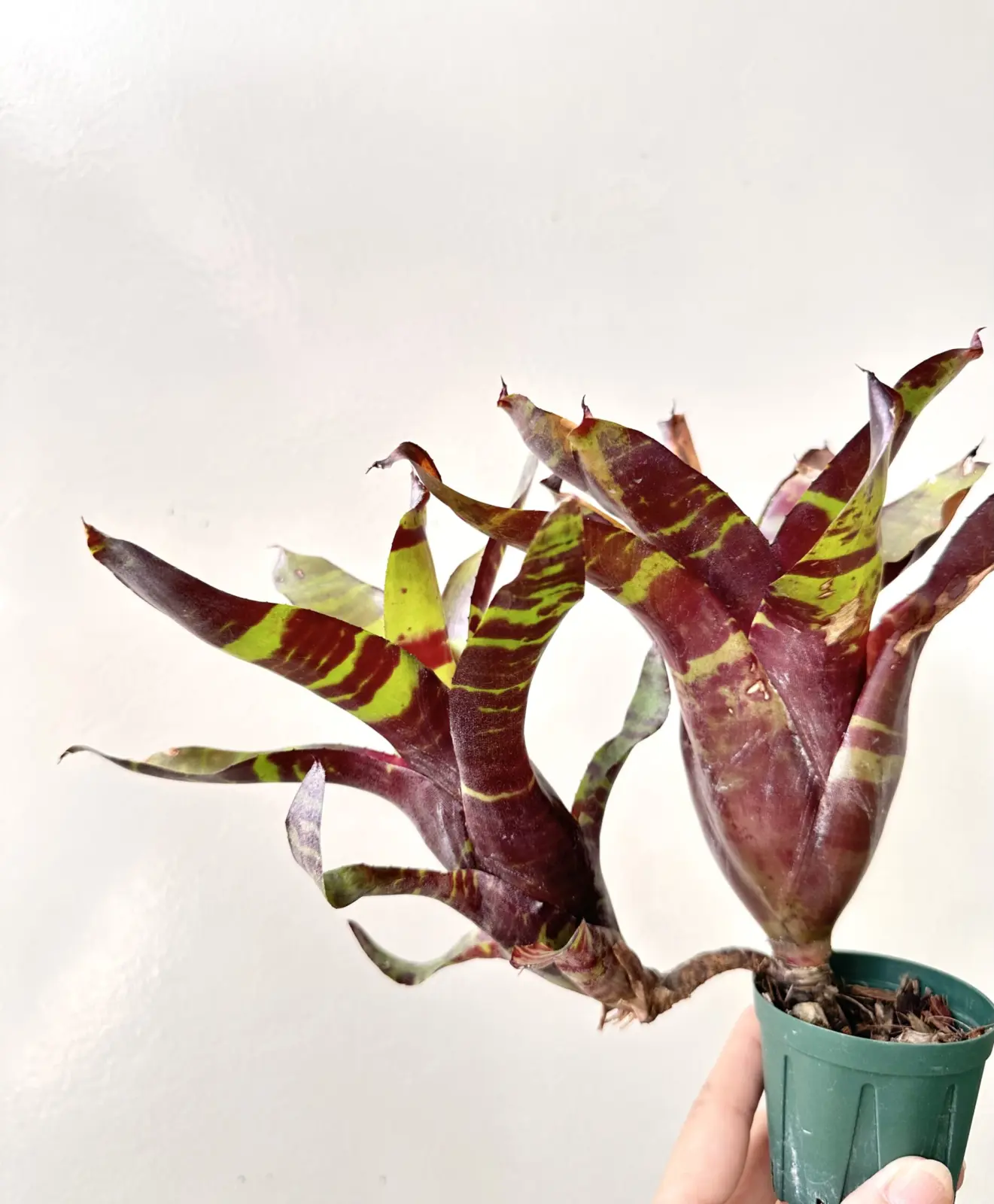 ネオレゲリア　キャッツクレイドル