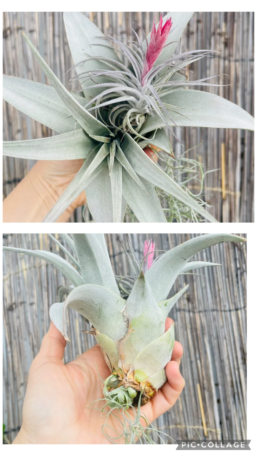 ティランジア　キセログラフィカ　子株から子株