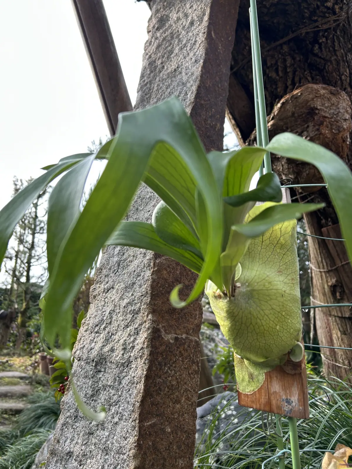 ビカクシダ　札落ち