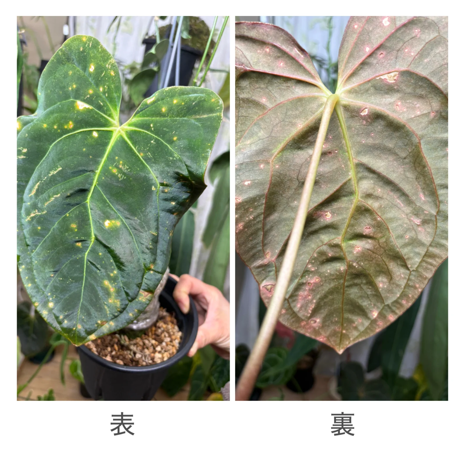 アンスリウム　パピリラミナム