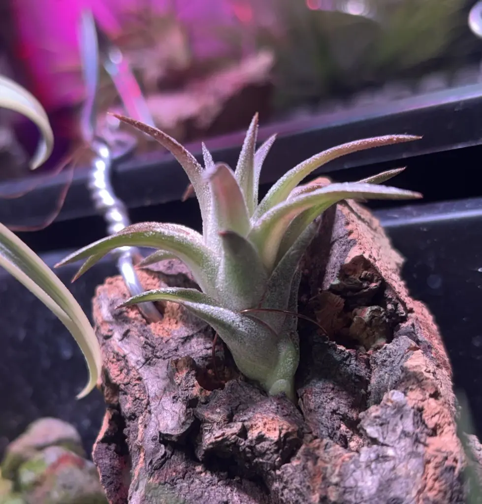 ティランジア イオナンタ バンハイニンギー バリエガータ