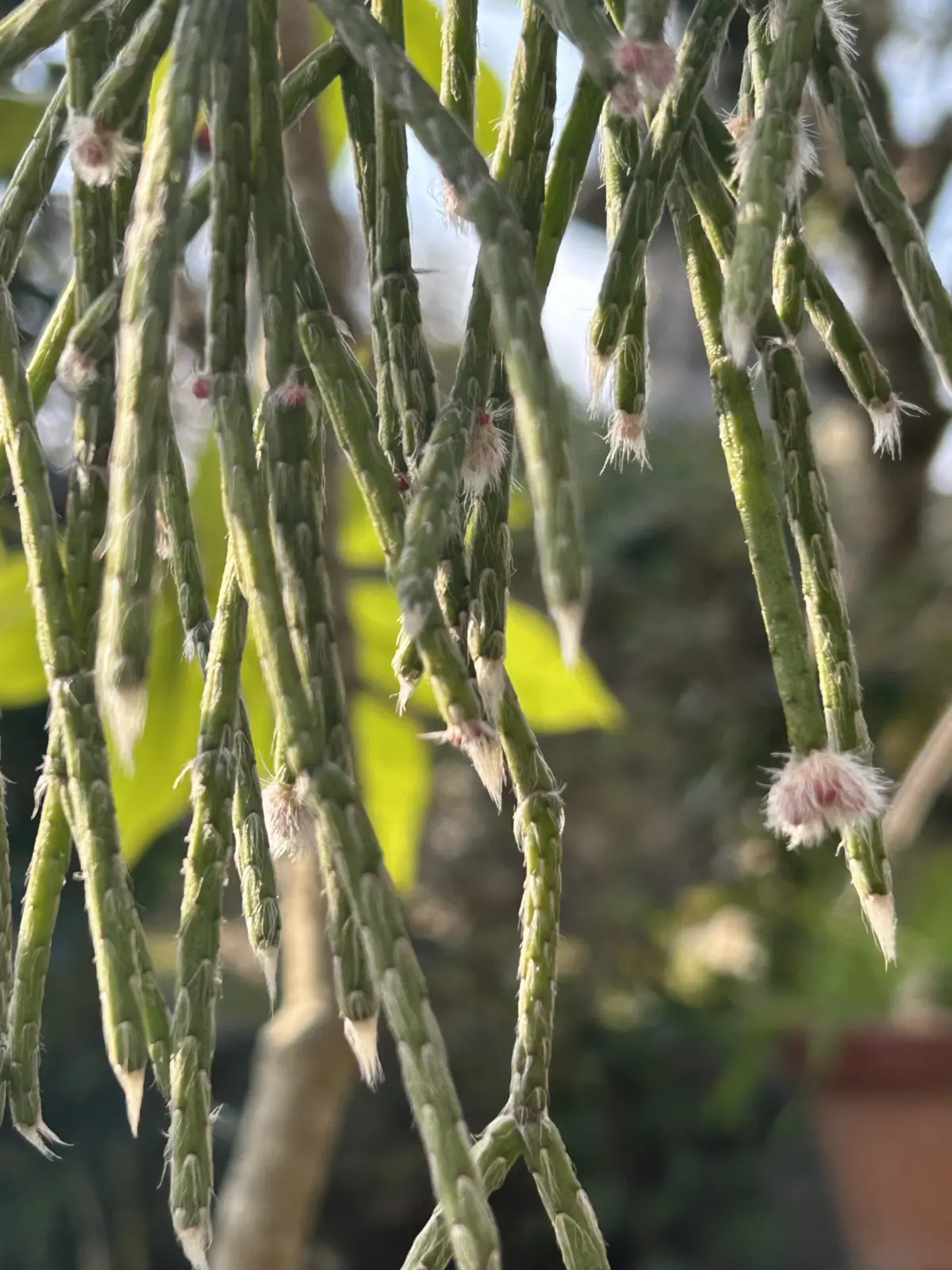 リプサリス ピロカルパ