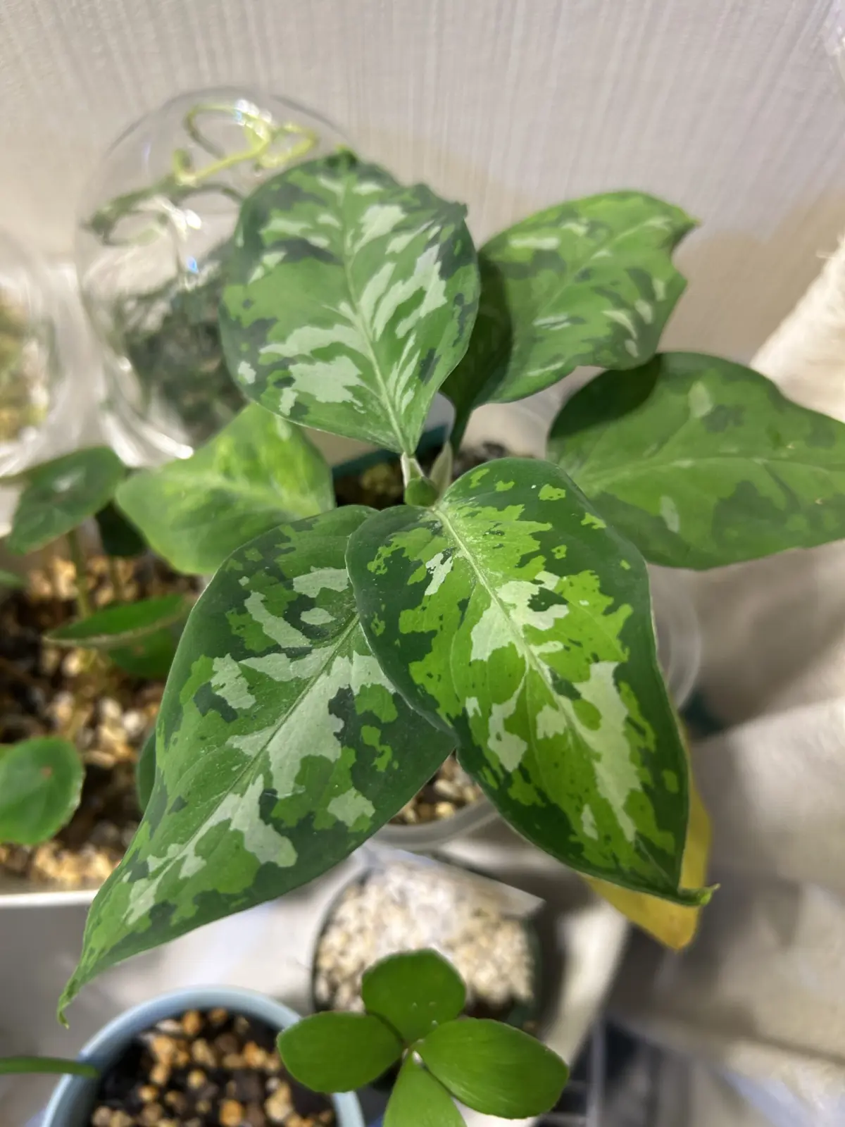 アグラオネマ　ピクタム　トリカラー