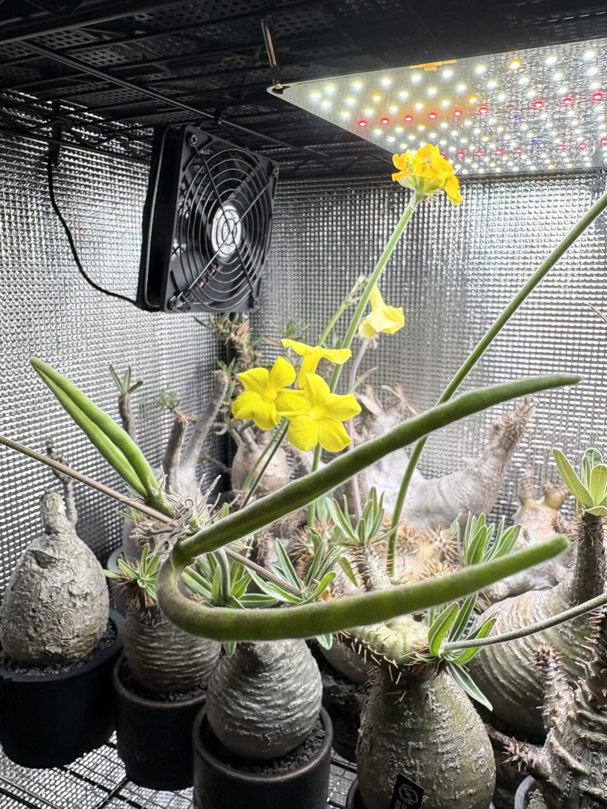 パキポディウム　グラキリス　結実