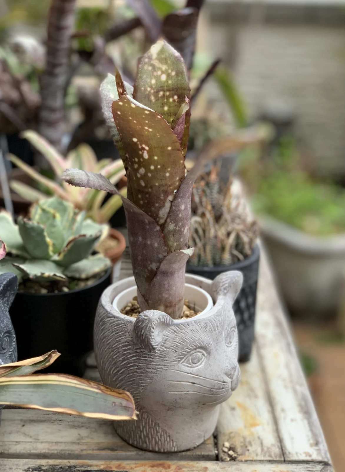 ビルベルギア　クムフラ　