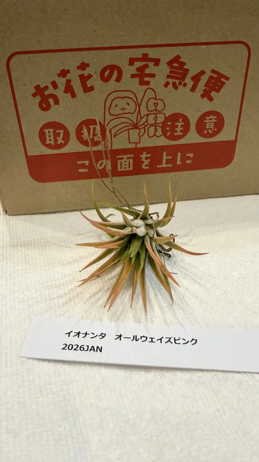 ティランジア　イオナンタ　オールウェイズピンク