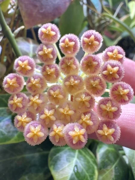 ホヤ　オブスクラ　アルボマルギナータ　花