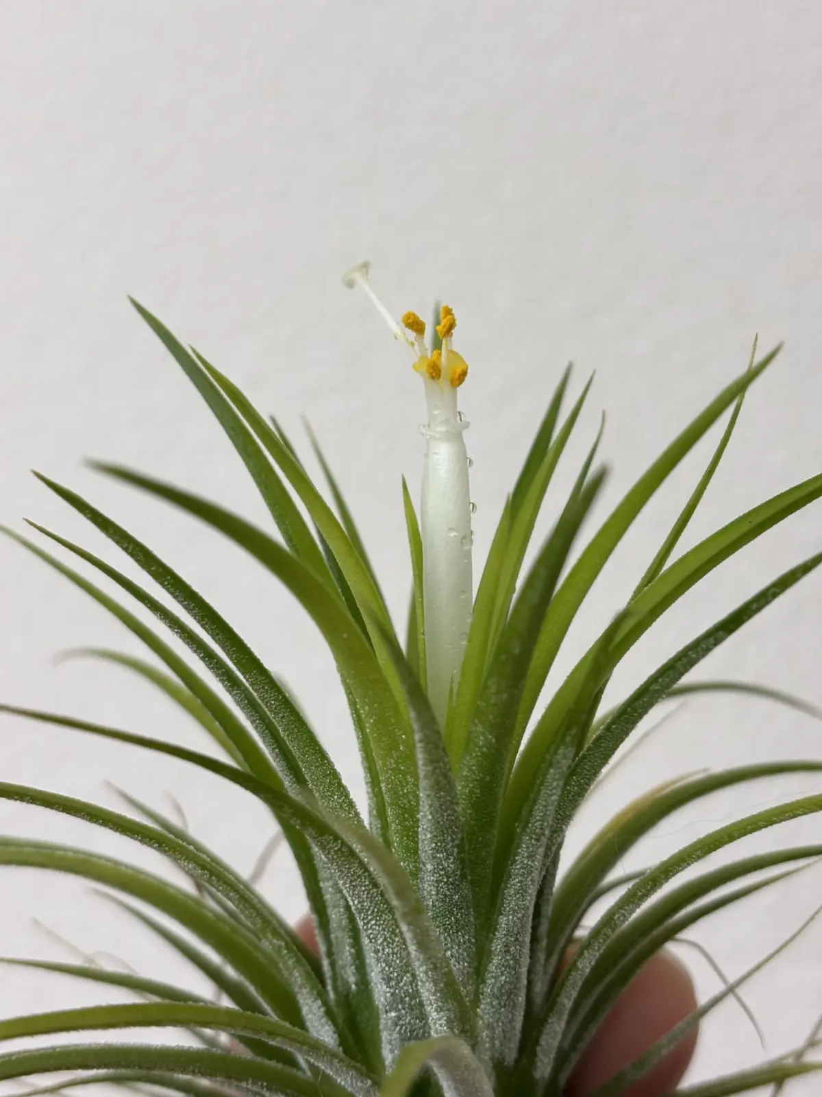 イオナンタ　白花　100均