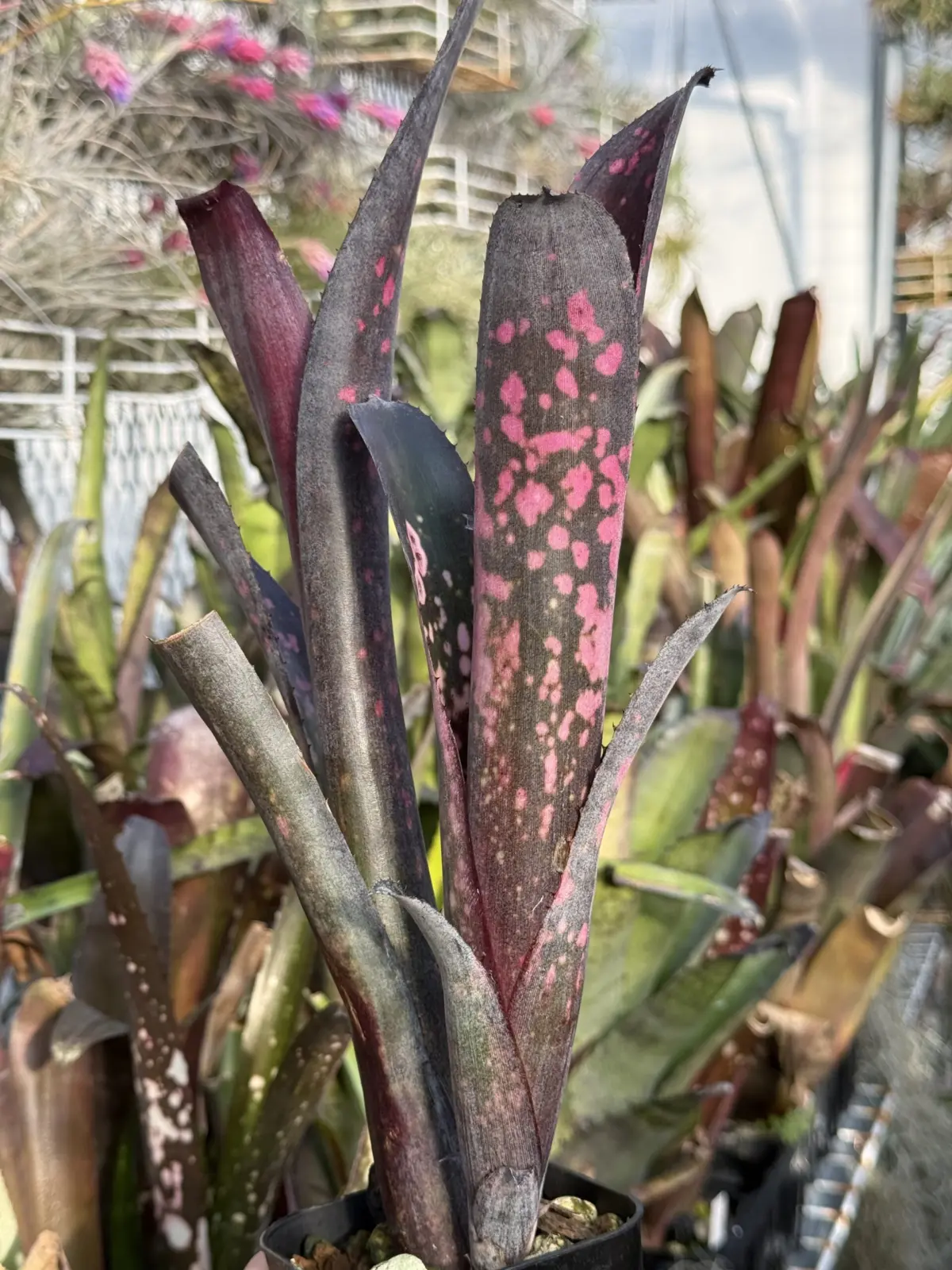 ビルベルギア ‘カワナズ ブラック ビューティー’