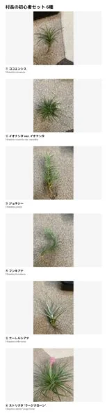村長の直売所 ティランジア 初心者セット