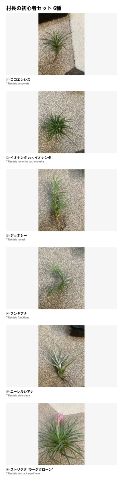村長の直売所　ティランジア　初心者セット